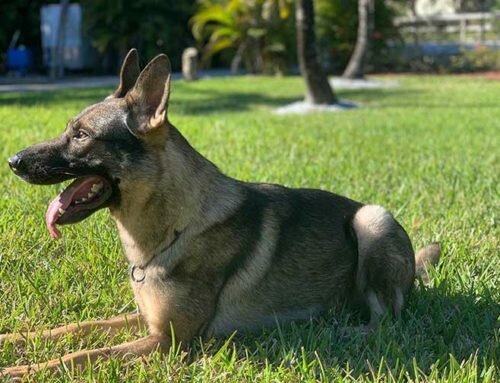 How a Former Navy Seal Turns an Attack Dog Into Your $100,000 New Best Friend