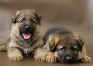 German Shepherd Puppies for sale