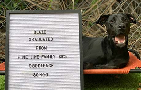 Dog Training Graduate