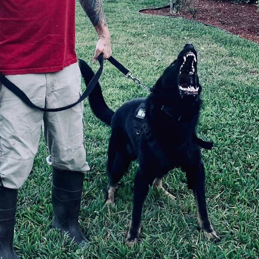 Protection dog barking at a bad guy