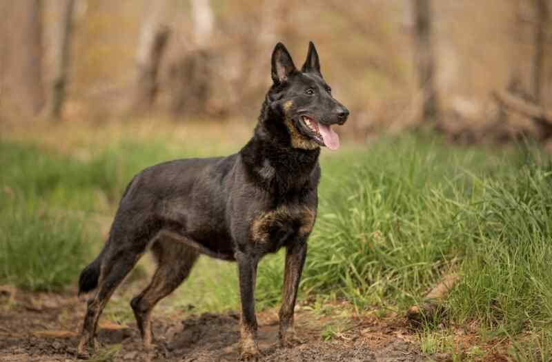 Meeka - Family Protection Dutch Shepherd