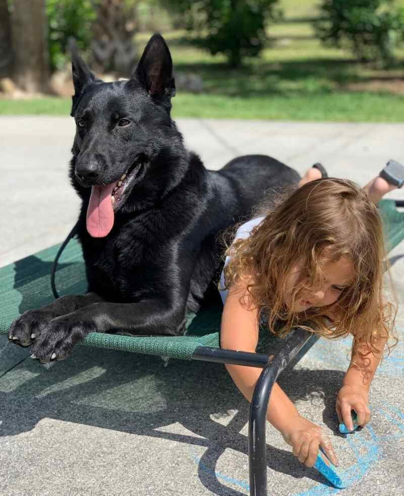 Razor - family protection german shepherd
