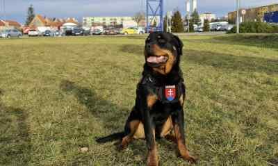 Noopi - Family Protection dog Rottweiler