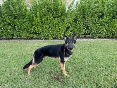 Chongo - Family Protection German Shepherd