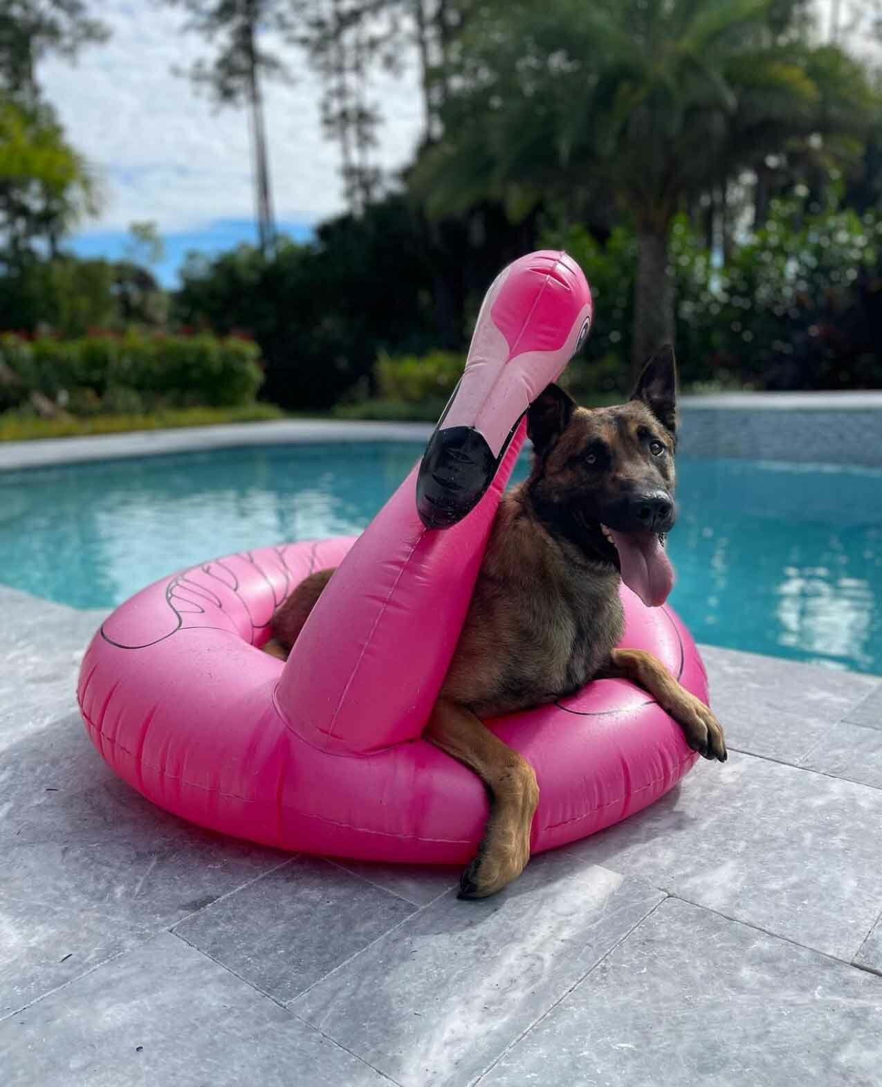Belgian Malinois Family Protection Dog Matrix
