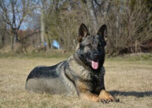 Lea - Family Protection Dog - German Shepherd Guard Dog