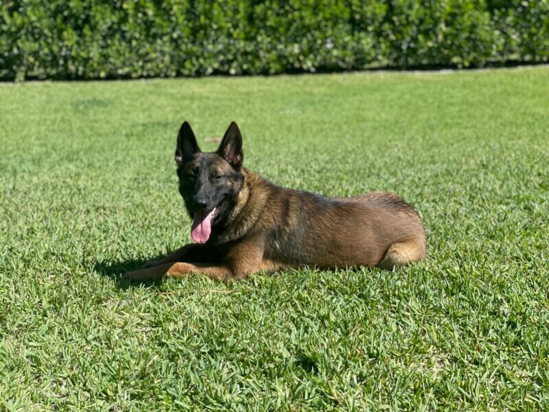 Achilles – Dutch Mainois Family Protection Dog Achilles - Dutch Mainois Family Protection Dog