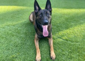 Belgian Malinois Family Protection Dog Bren Wheelchair