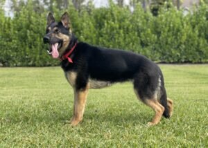 Dozer - Family Protection German Shepherd