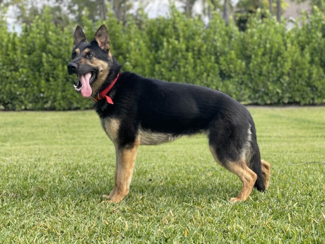 Dozer - Family Protection German Shepherd