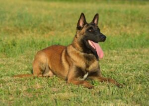 German Shephard Family Protection Dog Bren