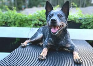 German Shephard Family Protection Dog Gypsy