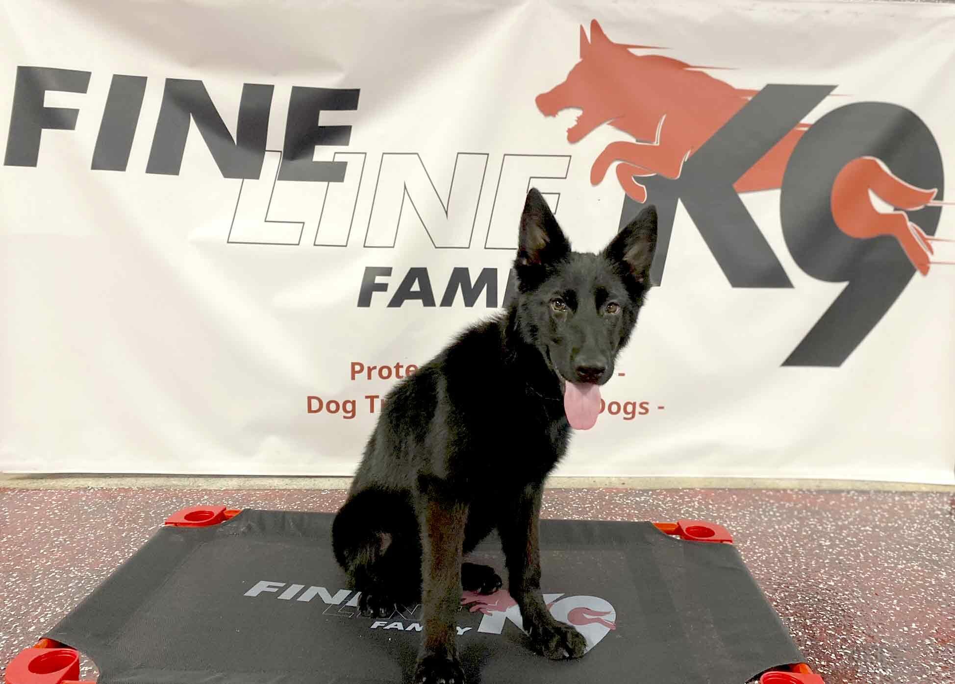German Shephard Family Protection Dog Diamond German Shephard Family Protection Dog Diamond