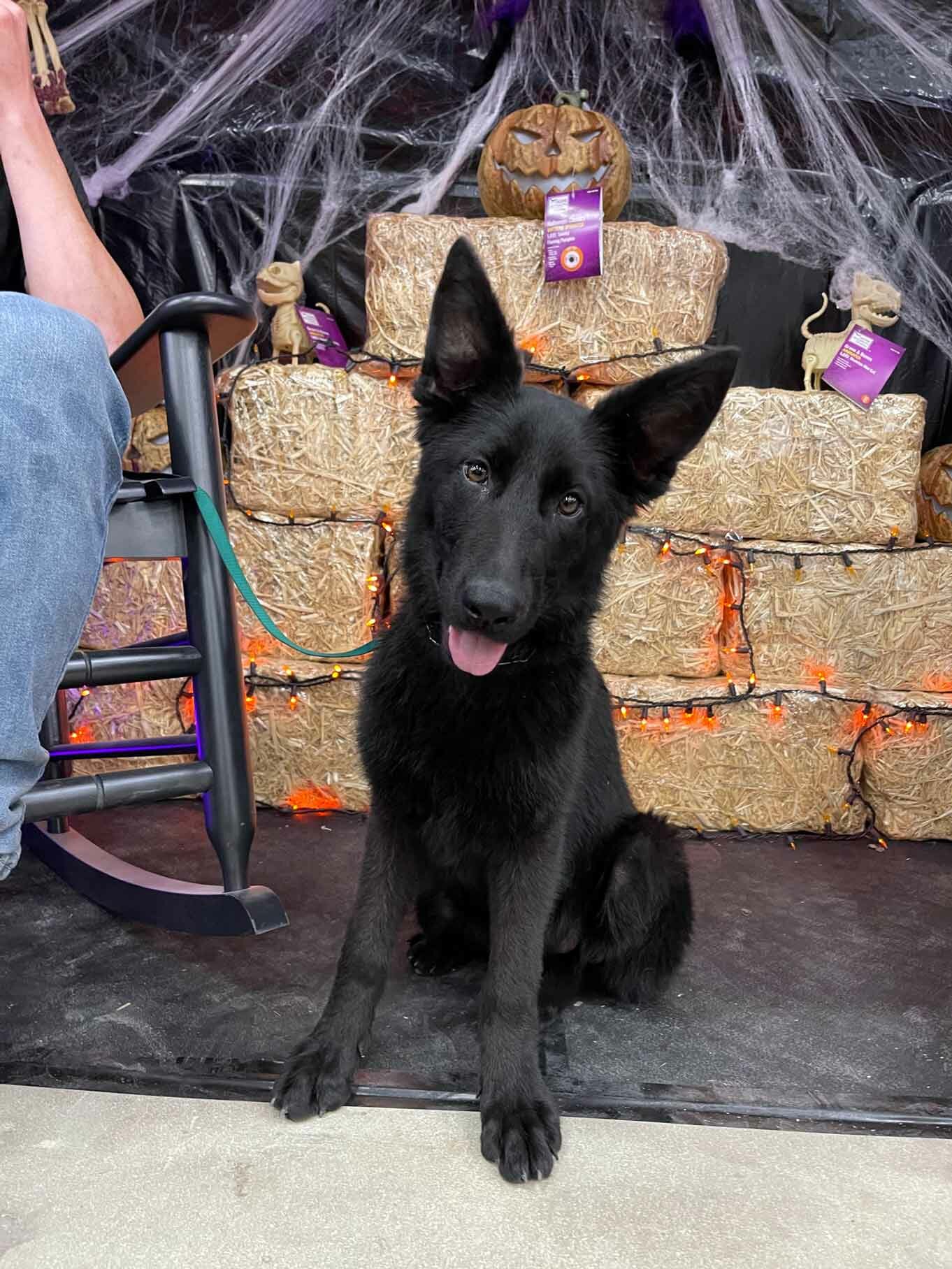 German Shephard Family Protection Dog Diamond German Shephard Family Protection Dog Diamond