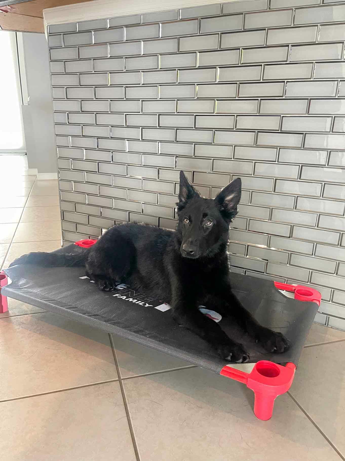 German Shephard Family Protection Dog Diamond German Shephard Family Protection Dog Diamond