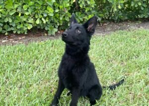German Shephard Family Protection Dog Diamond