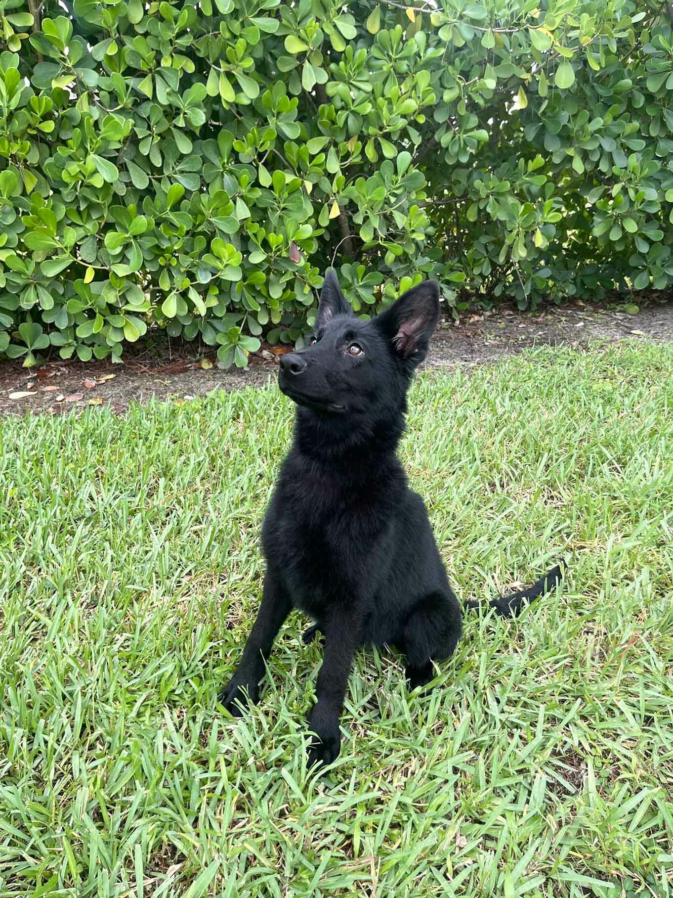 German Shephard Family Protection Dog Diamond German Shephard Family Protection Dog Diamond