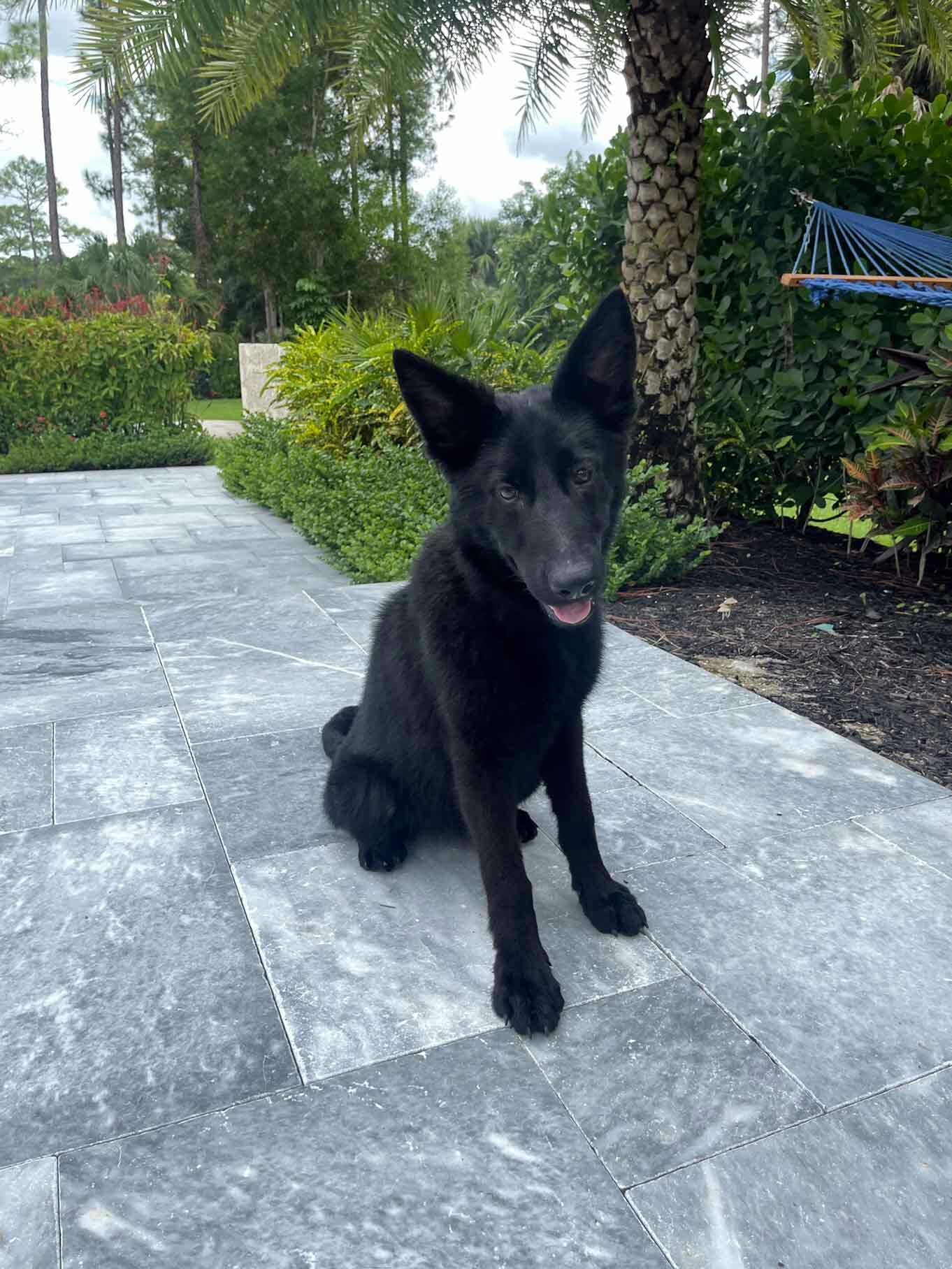 German Shephard Family Protection Dog Diamond German Shephard Family Protection Dog Diamond