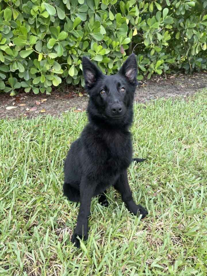 German Shephard Family Protection Dog Diamond German Shephard Family Protection Dog Diamond