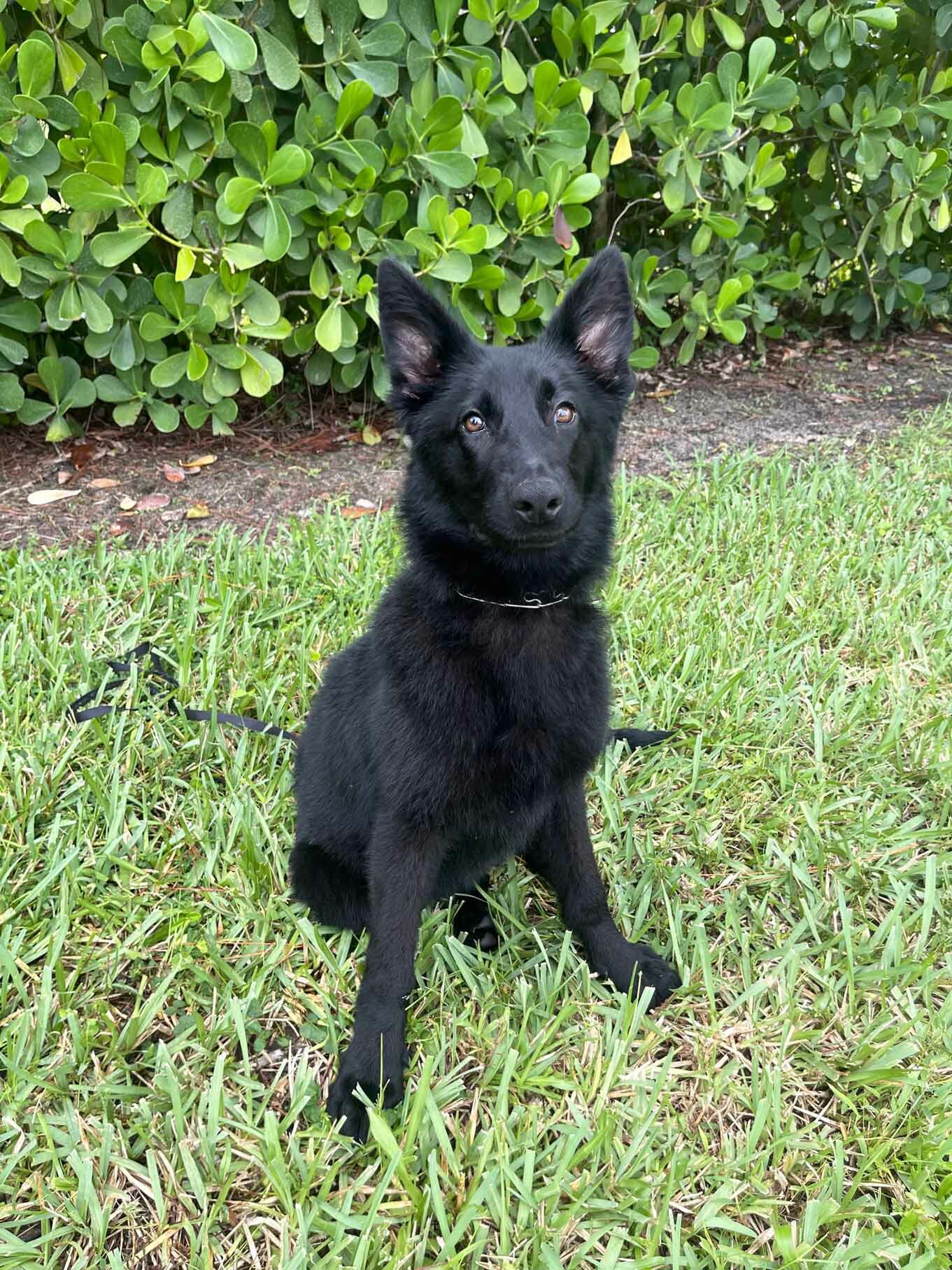 German Shephard Family Protection Dog Diamond German Shephard Family Protection Dog Diamond