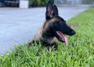 Belgian Malinois Family Protection Dog Matrix