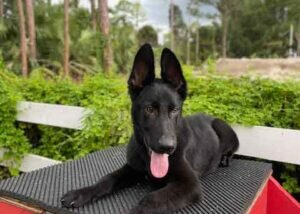 German Shephard Family Protection Dog Rooster