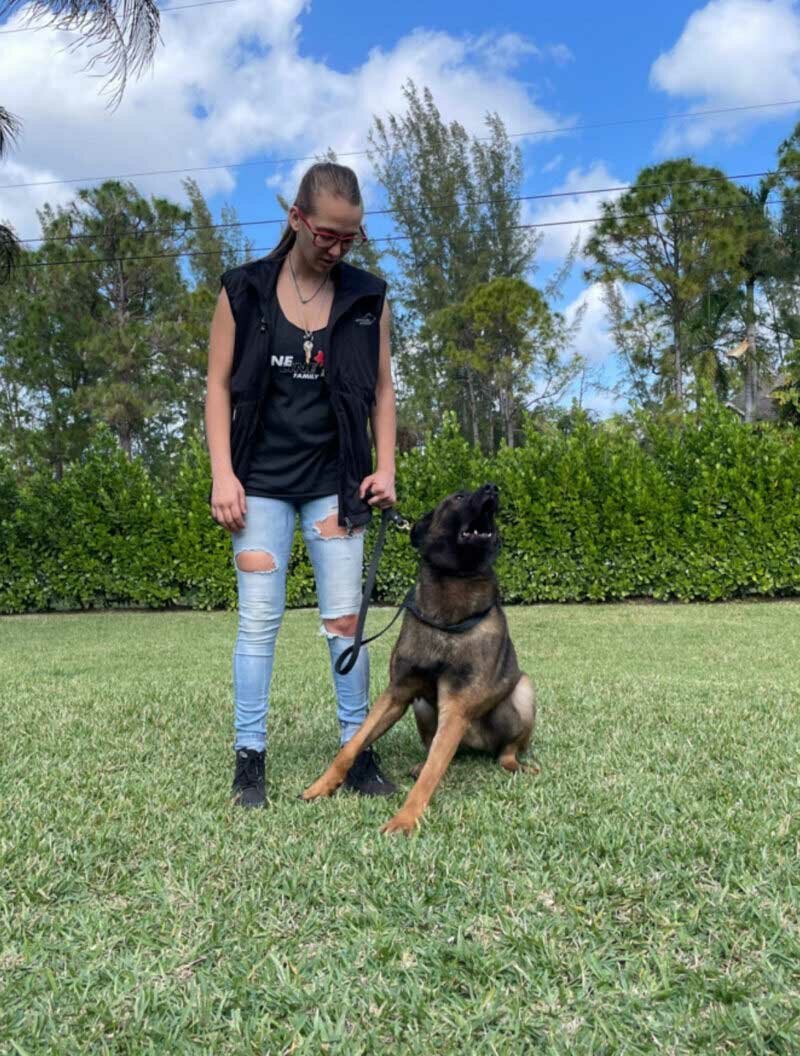 German Shephard Family Protection Dog Bren German Shephard Family Protection Dog Bren