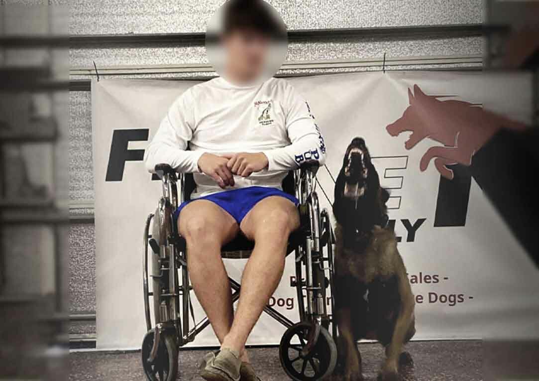 Family protection dog for disabled person in wheelchair 