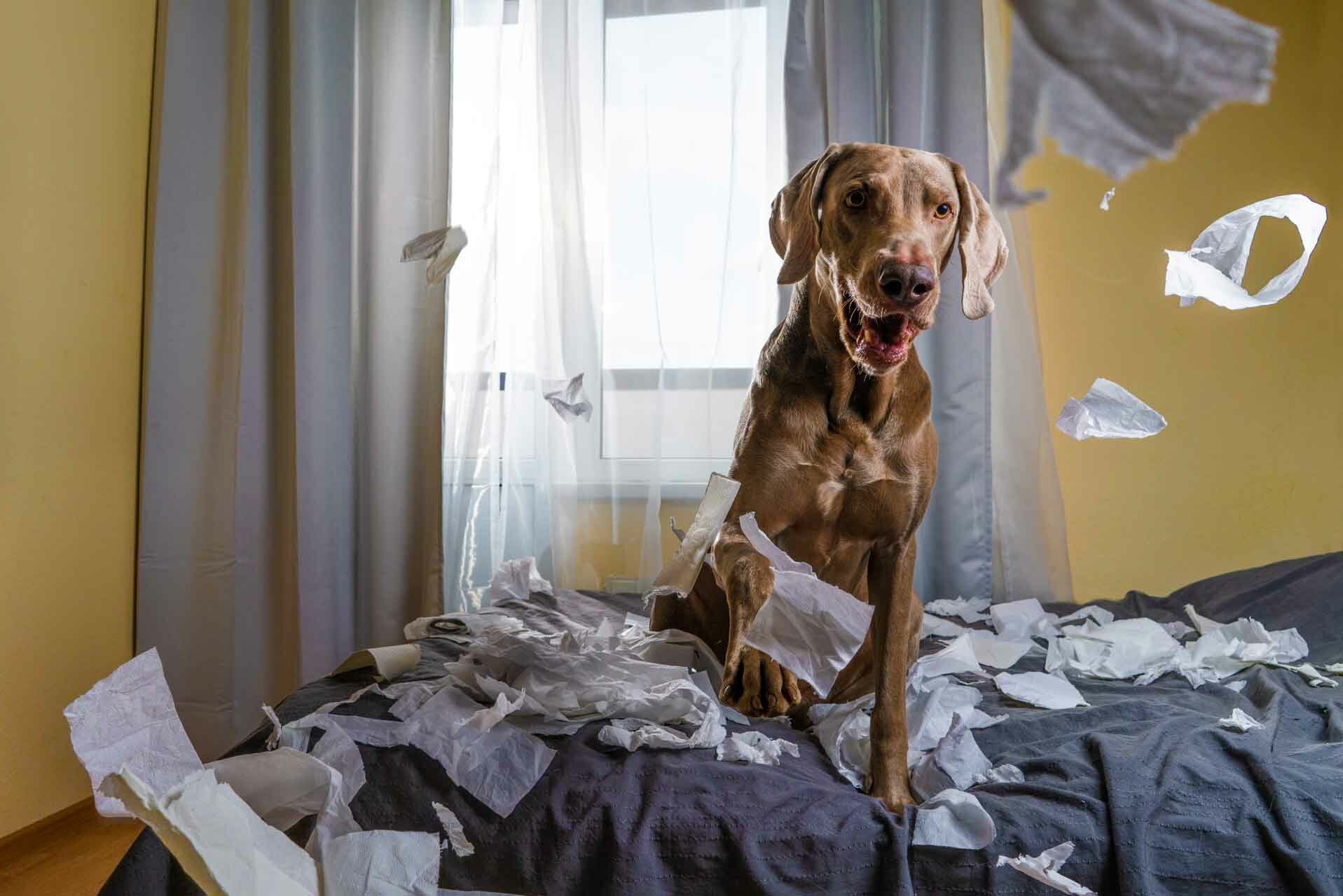 Weimaraner dog the dog is playing on the bed. ripped the paper. Weimaraner dog the dog is playing on the bed. ripped the paper.