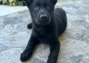 German Shephard Family Protection Dog Ninja