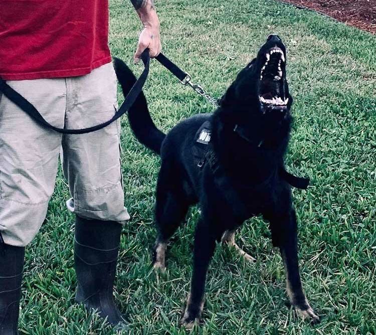 Fine Line Family K9 Dog Training Programs