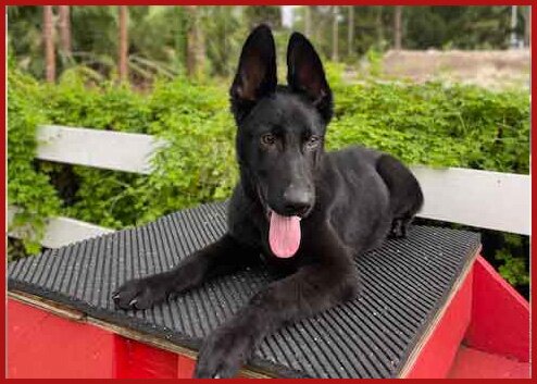 Black German Shepherd Companion Dog Rooster