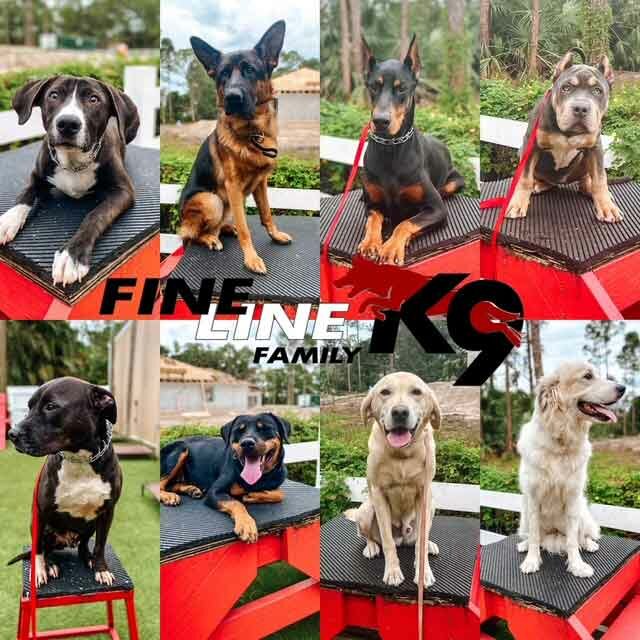 Trained Dogs Successfully Completed Training