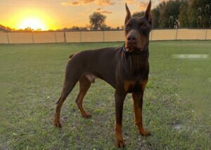 Belgian Malinois Family Protection Dog Bren Wheelchair