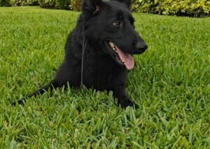 German Shephard Family Protection Dog Diamond