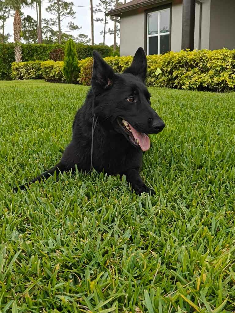 German Shephard Family Protection Dog Diamond