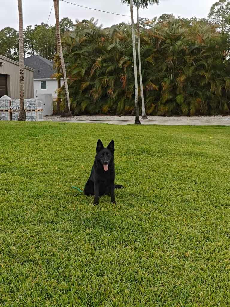 German Shephard Family Protection Dog Diamond German Shephard Family Protection Dog Diamond