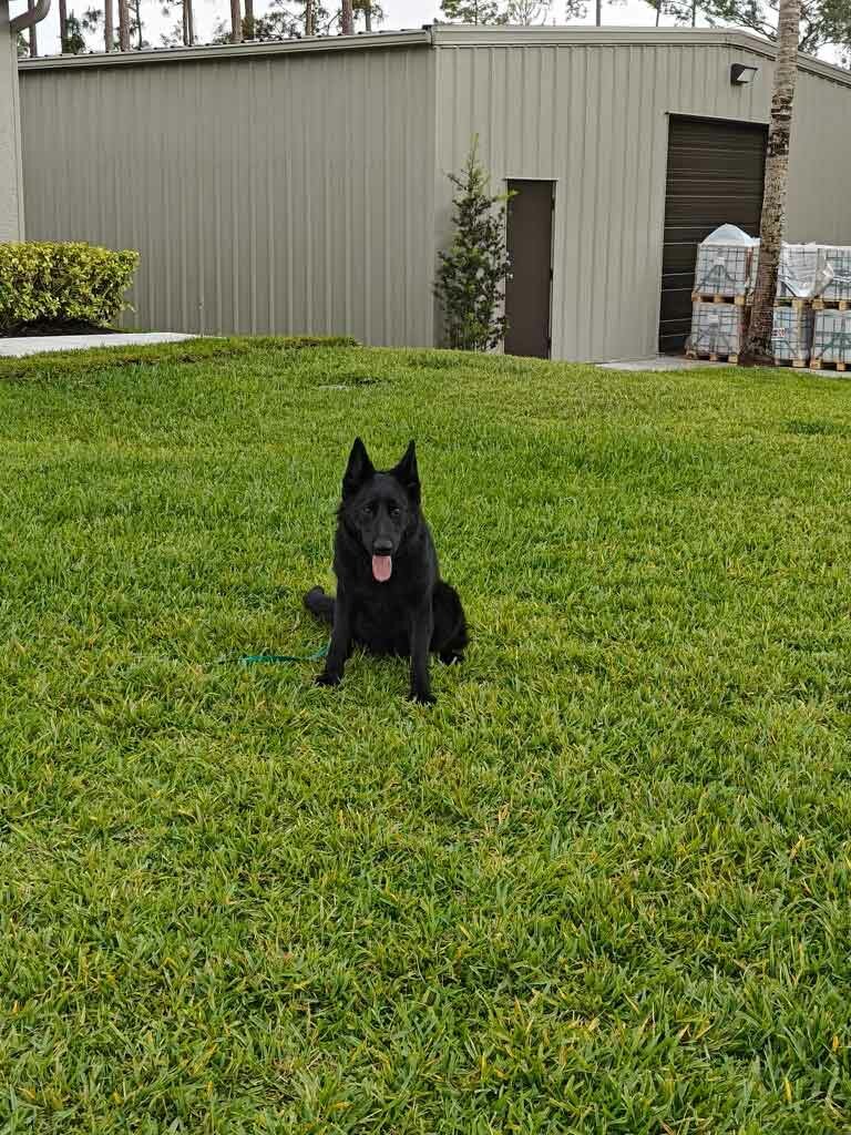 German Shephard Family Protection Dog Diamond German Shephard Family Protection Dog Diamond